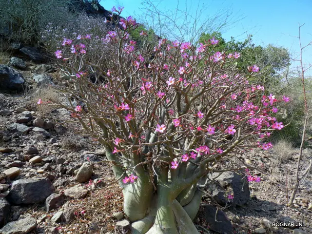 Adenium arabum (arbusto de Adán)