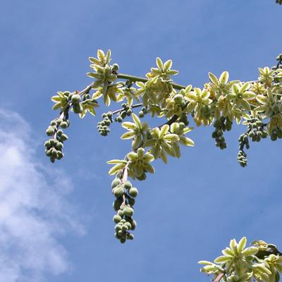Furcraea Longaeva Furcraea Longaeva