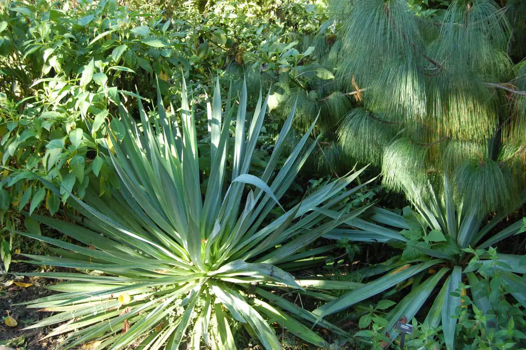 Furcraea Longaeva Furcraea Longaeva
