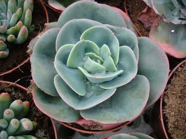 Echeveria Gigantea (El pollo gigante y la planta suculenta)