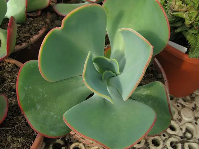 Echeveria Gigantea (El pollo gigante y la planta suculenta)