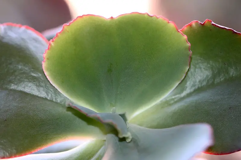 Echeveria Gigantea (El pollo gigante y la planta suculenta)