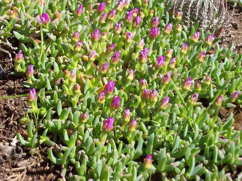 Ruschia Lineolata (La alfombra estrella)