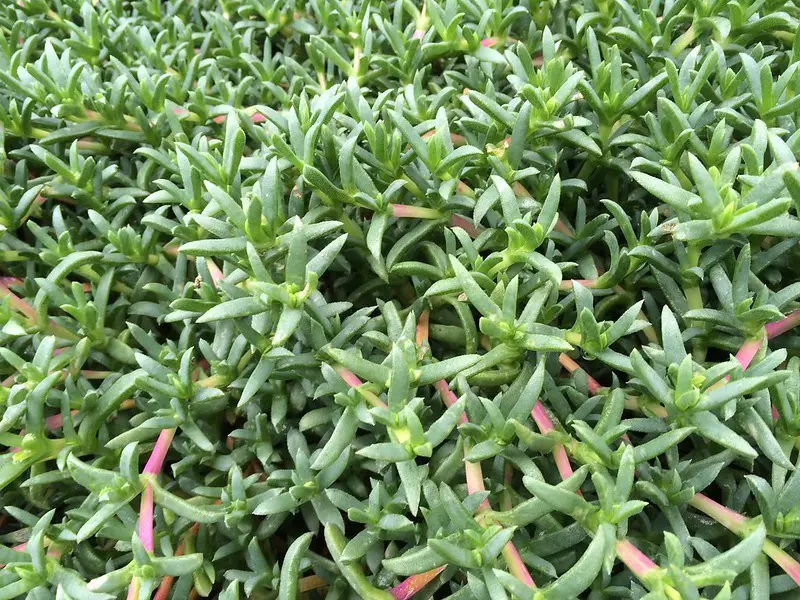 Ruschia Lineolata (La alfombra estrella)