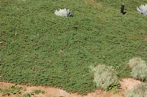 Ruschia Lineolata (La alfombra estrella)