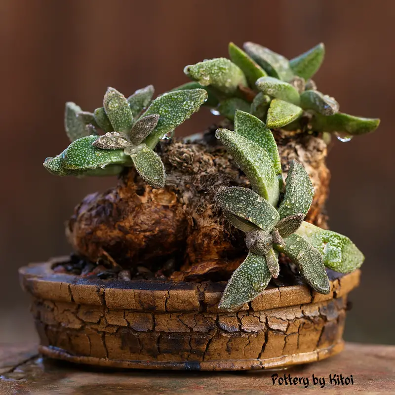 Aloinopsis Rubrolineata Aloinopsis Rubrolineata