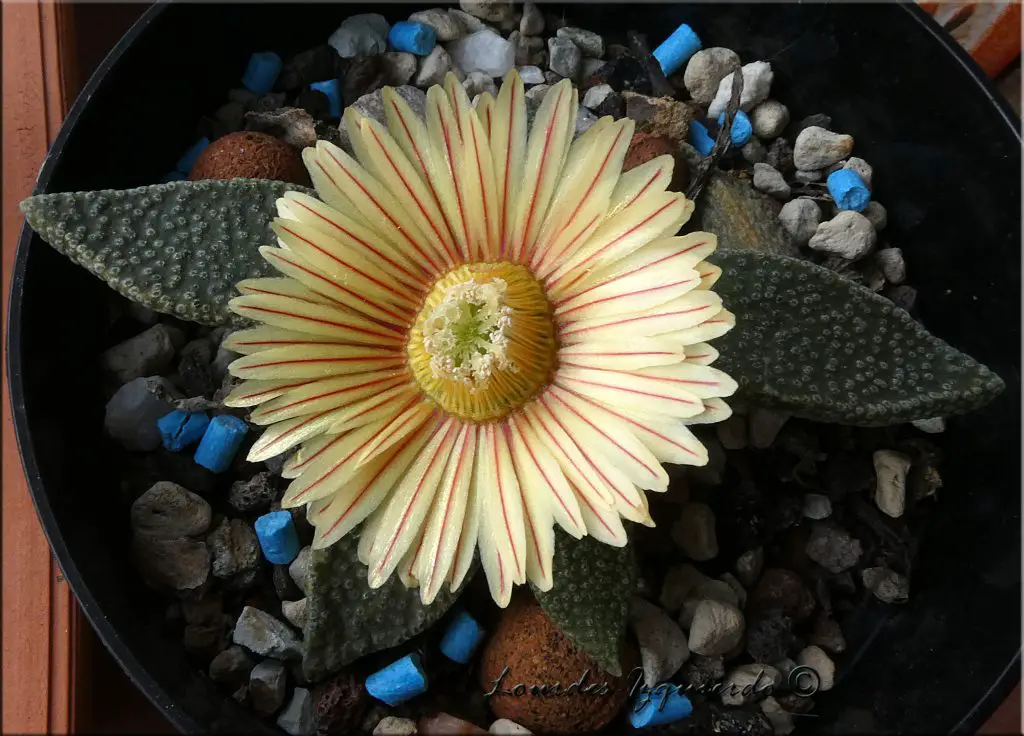 Aloinopsis Rubrolineata Aloinopsis Rubrolineata
