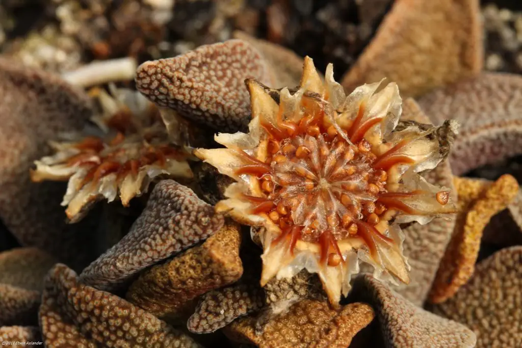 Aloinopsis Rubrolineata Aloinopsis Rubrolineata