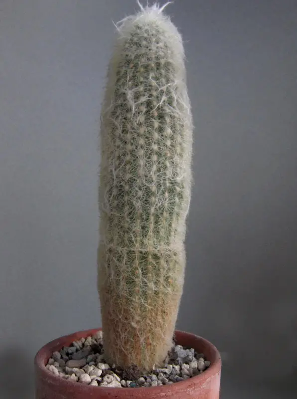 Espostoa Lanata (El cactus del viejo peruano)