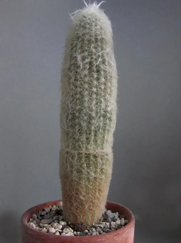 Espostoa Lanata (El cactus del viejo peruano) Espostoa Lanata (El cactus del viejo peruano)