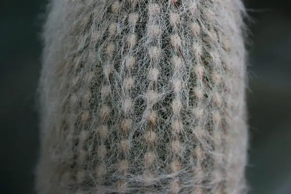 Espostoa Lanata (El cactus del viejo peruano) Espostoa Lanata (El cactus del viejo peruano)