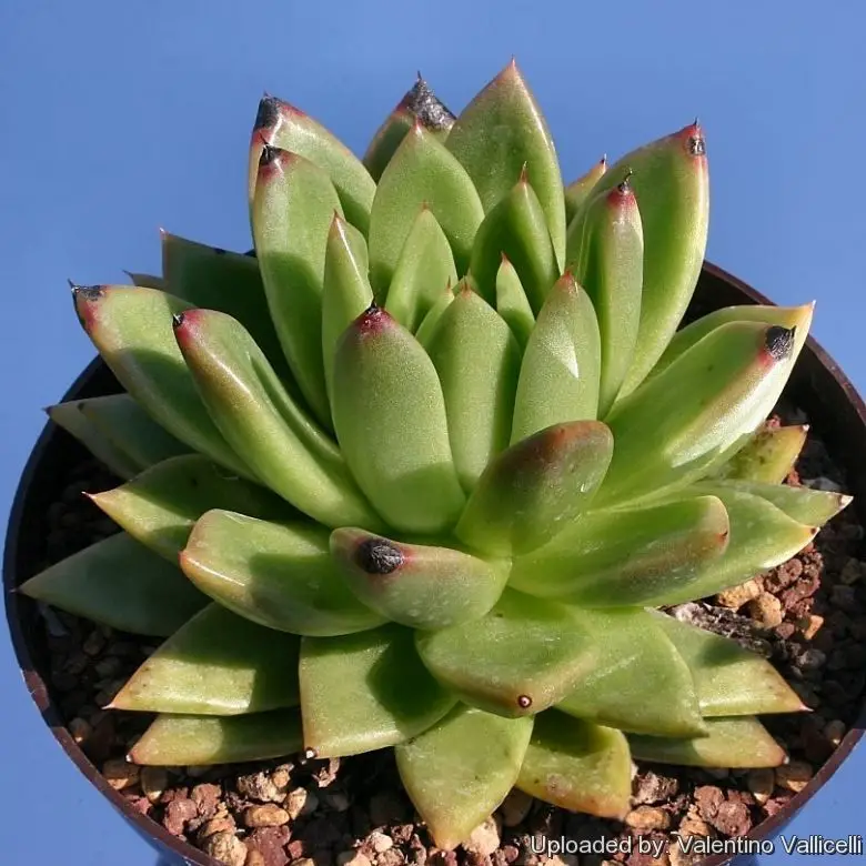 El “Lipstick Echeveria” Echeveria Agavoides (Echeveria Red Velvet)