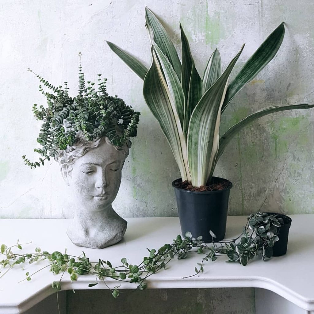 Sansevieria Metallica Sansevieria Metallica