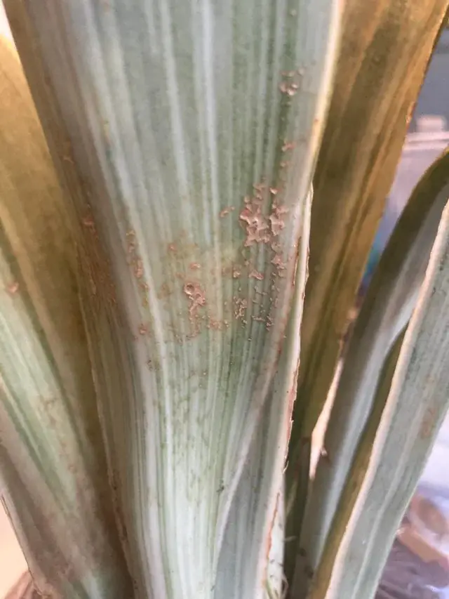 Sansevieria Metallica Sansevieria Metallica