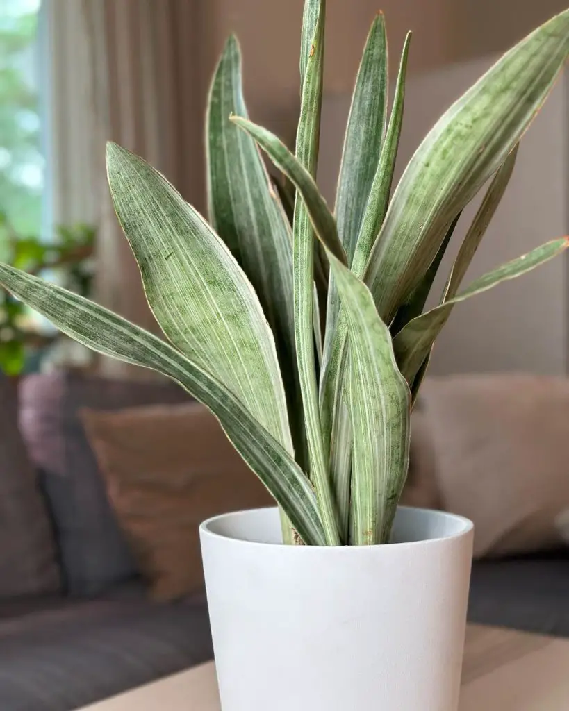 Sansevieria Metallica Sansevieria Metallica