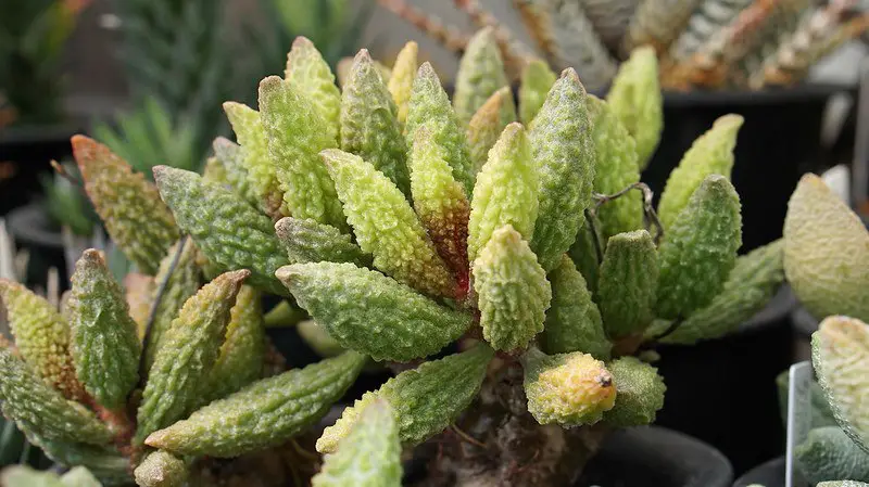 Adromischus Marianae (“Herrei”)