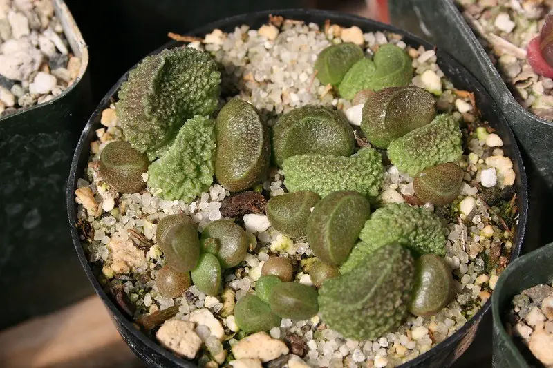 Adromischus Marianae (“Herrei”)