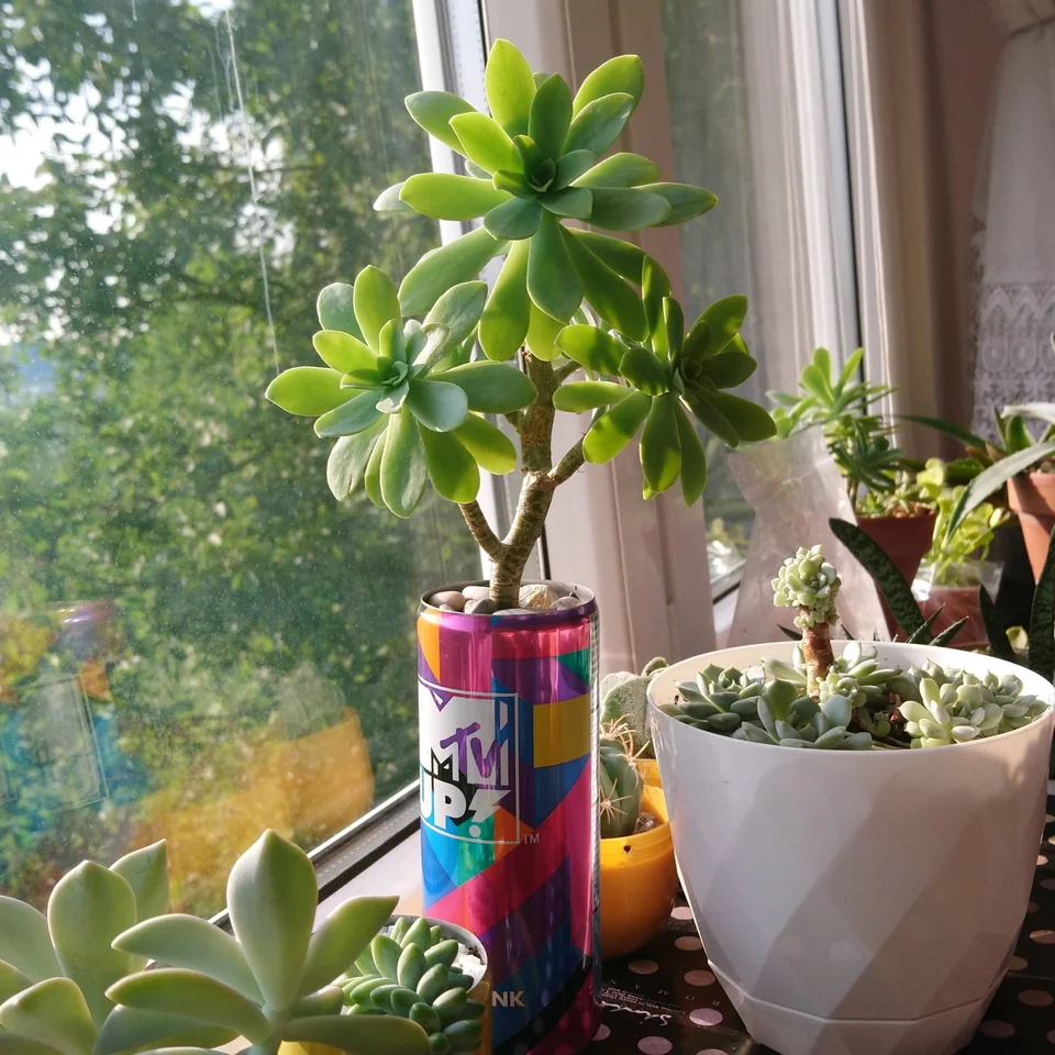 Sedum Palmeri Sedum Palmeri