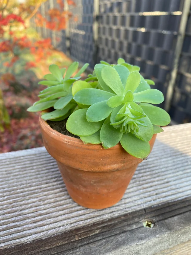 Sedum Palmeri