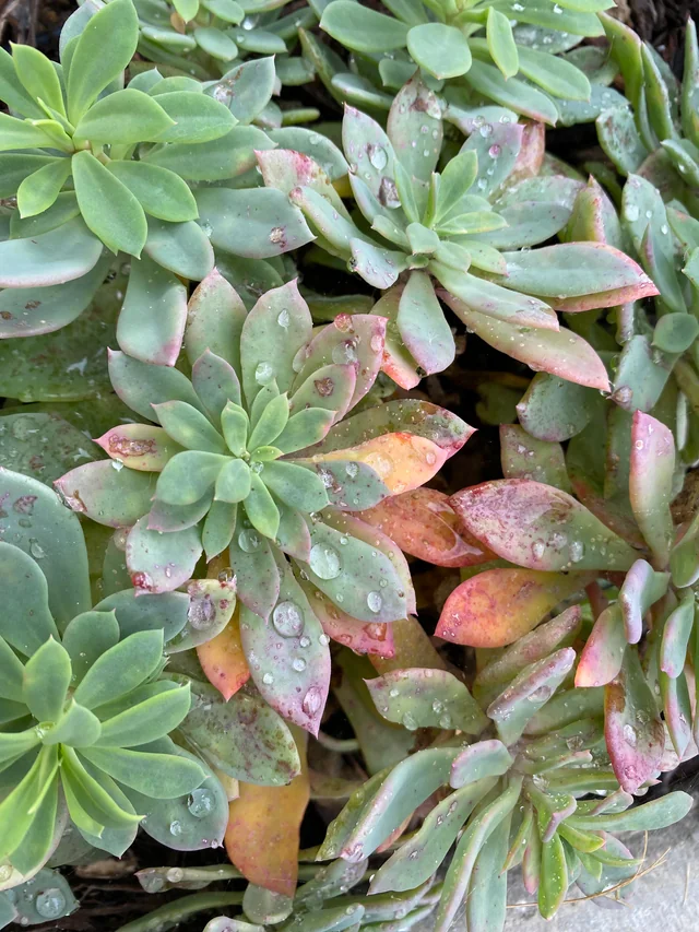 Sedum Palmeri