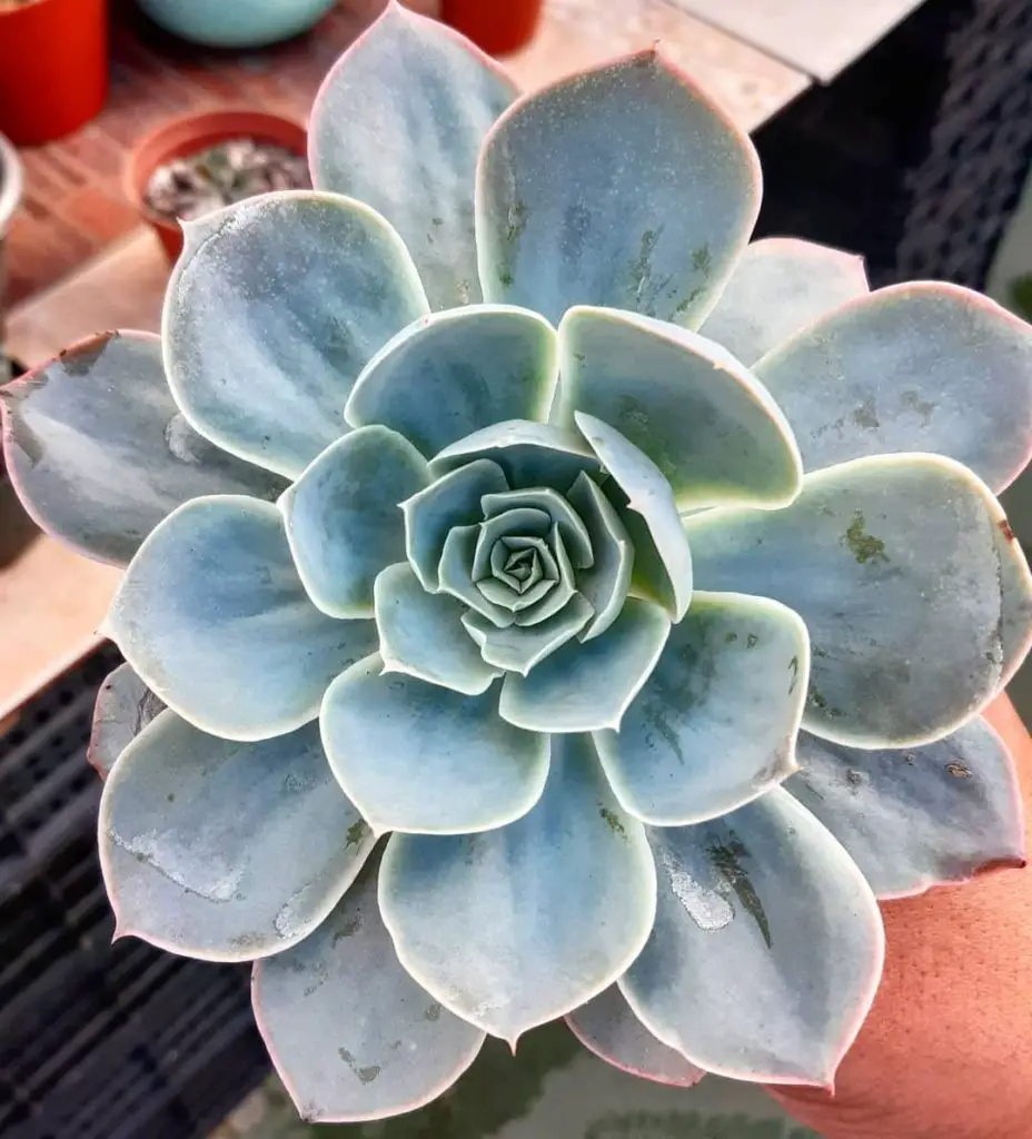 Echeveria Domingo Echeveria Domingo