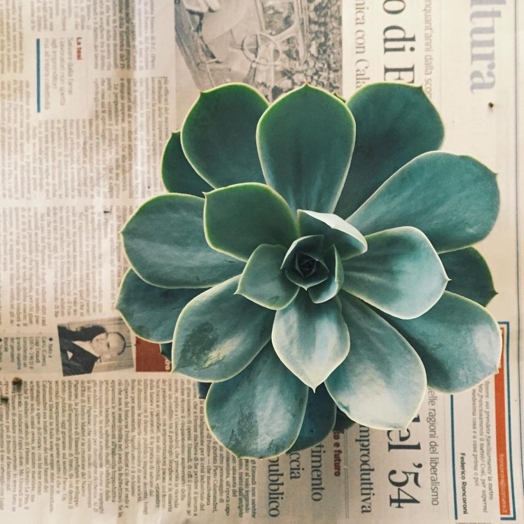 Echeveria Domingo Echeveria Domingo