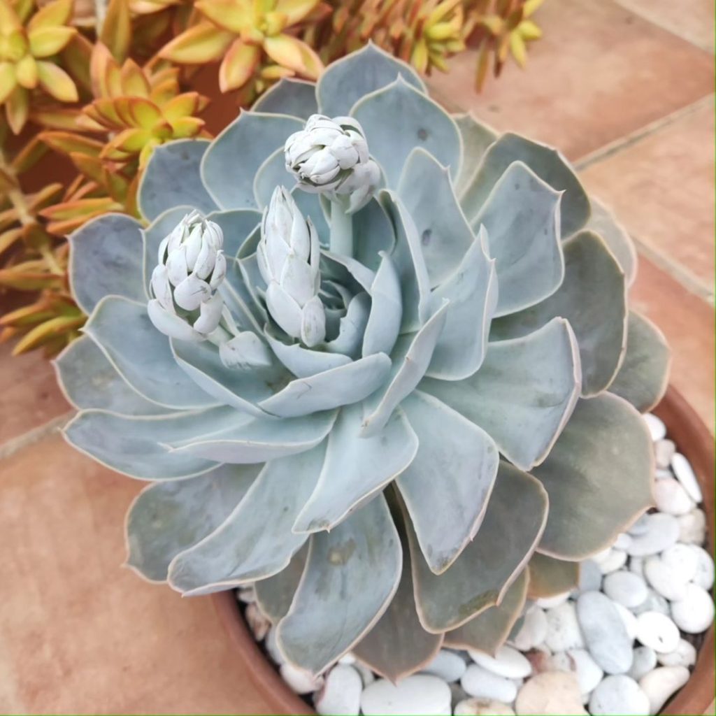 Echeveria Domingo Echeveria Domingo