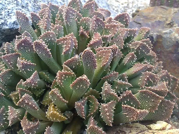 Aloinopsis setifera Aloinopsis setifera