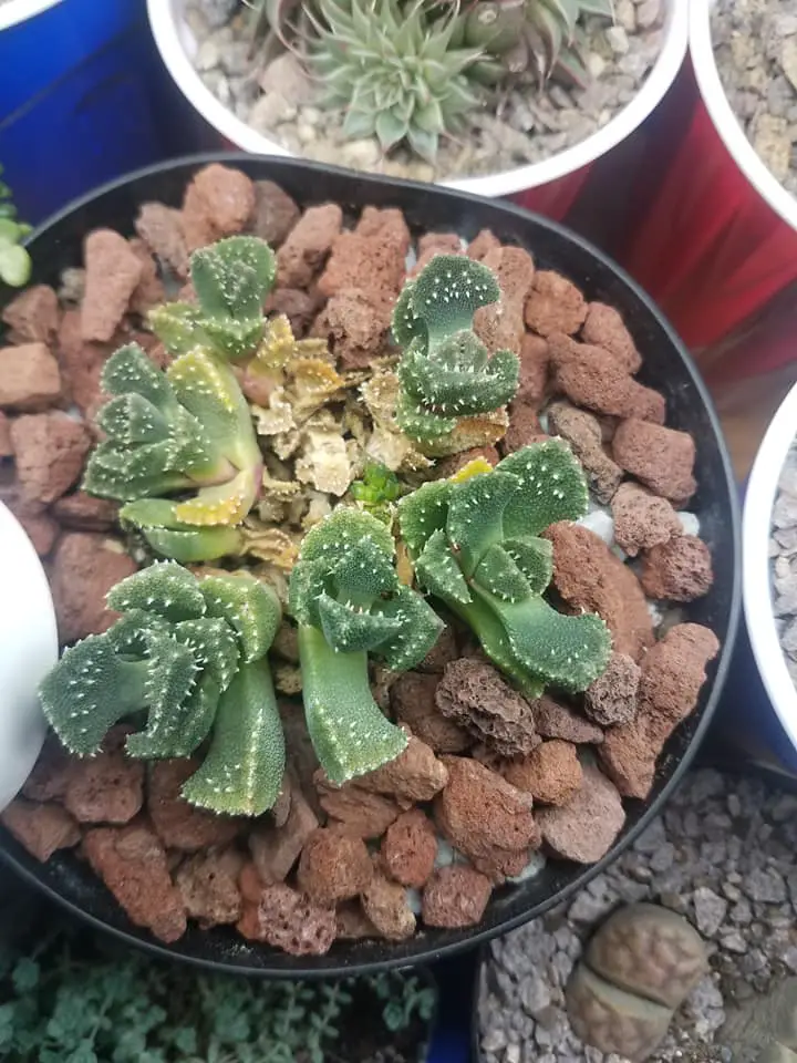 Aloinopsis setifera Aloinopsis setifera