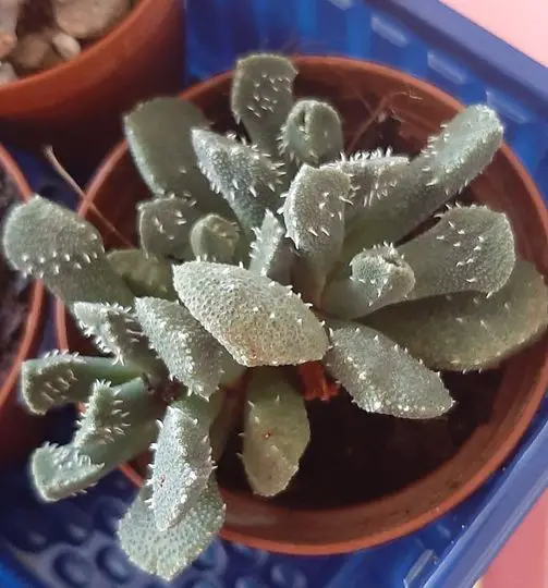 Aloinopsis setifera Aloinopsis setifera