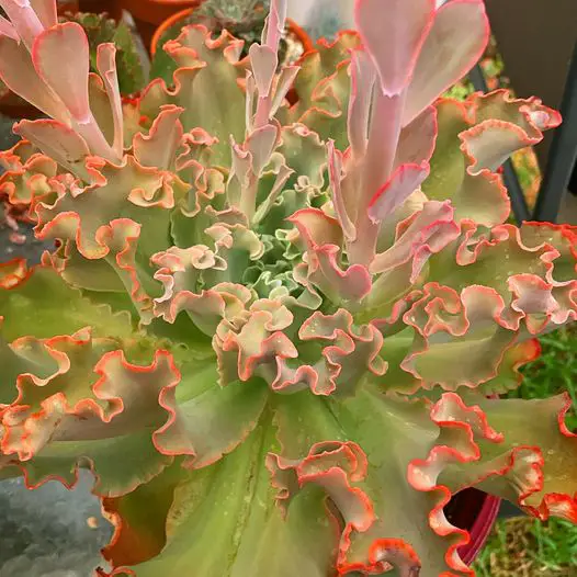 Echeveria 'Azul Gigante' Echeveria 'Azul Gigante'
