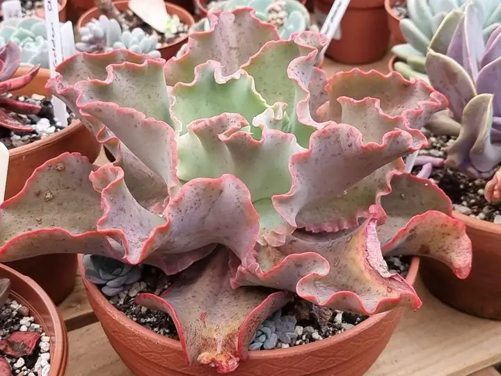 Echeveria 'Azul Gigante' Echeveria 'Azul Gigante'