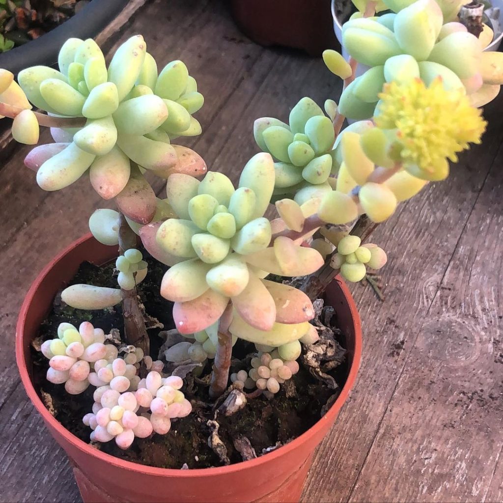 Sedum Treleasei