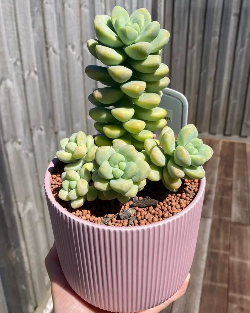 Sedum Treleasei