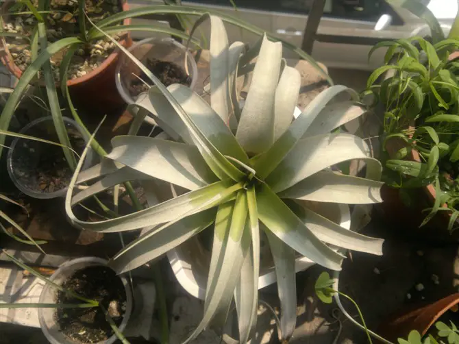 Echa un vistazo a estas grandes plantas aéreas (una colección asombrosa) Echa un vistazo a estas grandes plantas aéreas (una colección asombrosa)