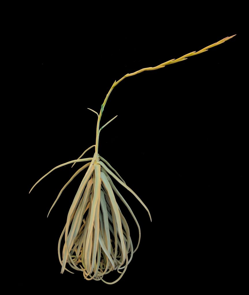 Echa un vistazo a estas grandes plantas aéreas (una colección asombrosa) Echa un vistazo a estas grandes plantas aéreas (una colección asombrosa)