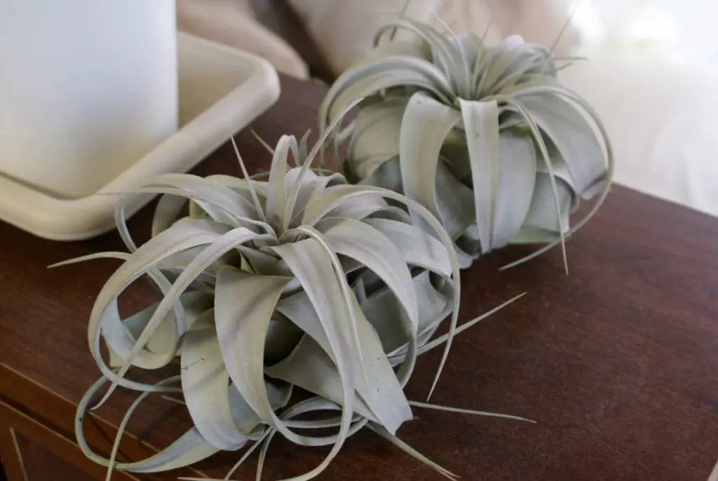 Echa un vistazo a estas grandes plantas aéreas (una colección asombrosa) Echa un vistazo a estas grandes plantas aéreas (una colección asombrosa)