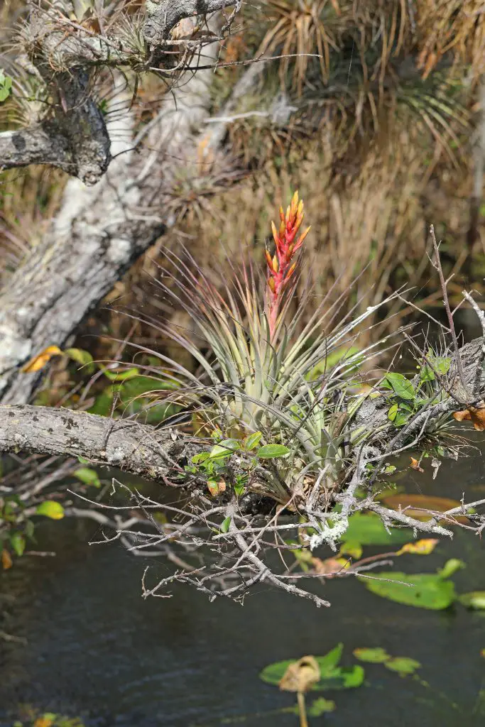 Echa un vistazo a estas grandes plantas aéreas (una colección asombrosa)