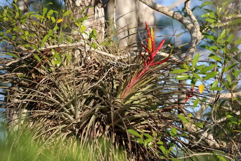 Echa un vistazo a estas grandes plantas aéreas (una colección asombrosa)