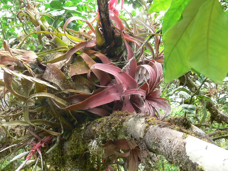 Echa un vistazo a estas grandes plantas aéreas (una colección asombrosa)