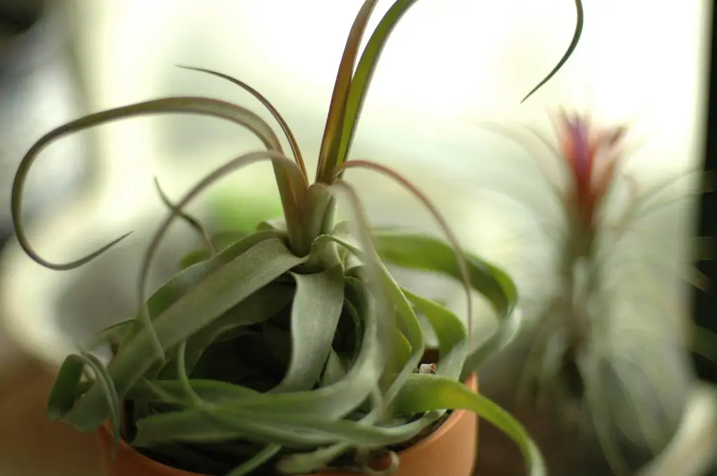 Echa un vistazo a estas grandes plantas aéreas (una colección asombrosa) Echa un vistazo a estas grandes plantas aéreas (una colección asombrosa)