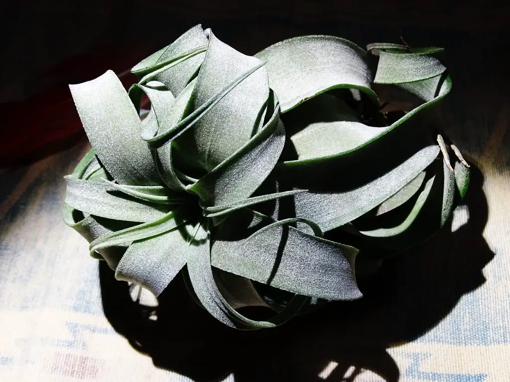 Echa un vistazo a estas grandes plantas aéreas (una colección asombrosa) Echa un vistazo a estas grandes plantas aéreas (una colección asombrosa)