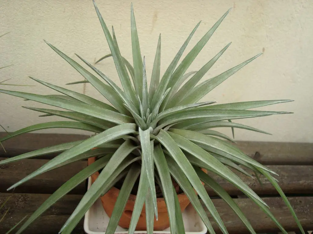 Echa un vistazo a estas grandes plantas aéreas (una colección asombrosa) Echa un vistazo a estas grandes plantas aéreas (una colección asombrosa)