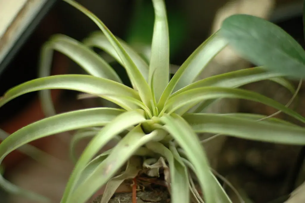 Echa un vistazo a estas grandes plantas aéreas (una colección asombrosa)