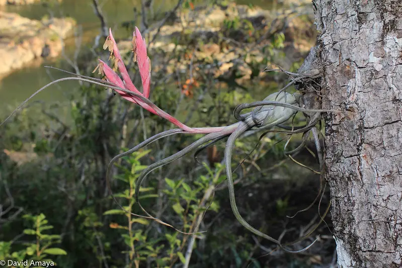 Echa un vistazo a estas grandes plantas aéreas (una colección asombrosa)