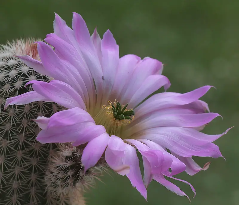 Echinocereus Websterianus