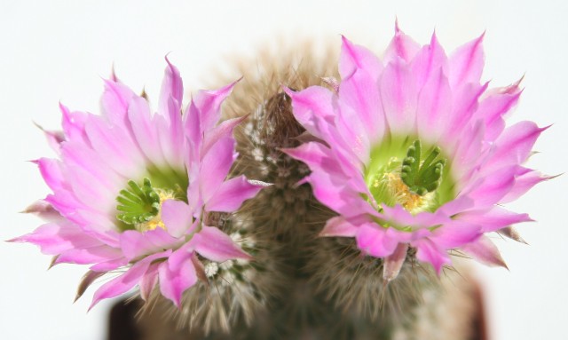 Echinocereus Websterianus