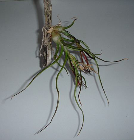 Tillandsia Bulbosa (La planta aérea bulbosa)