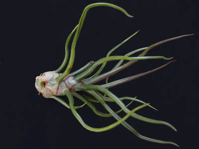 Tillandsia Bulbosa (La planta aérea bulbosa)