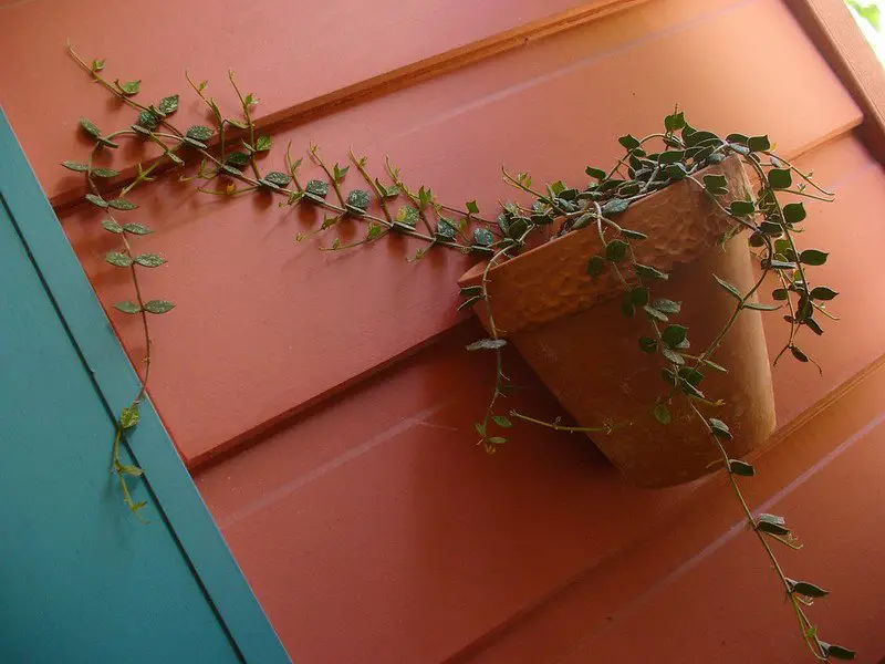 La planta de cera de plata 'Hoya Curtisii'